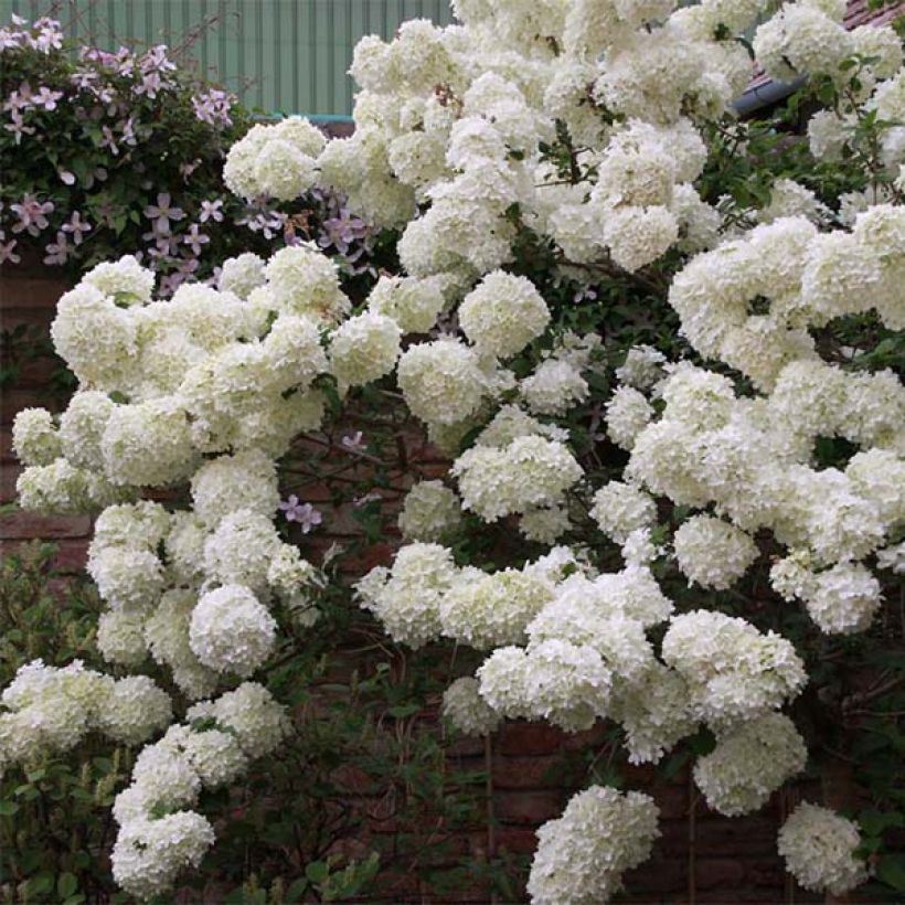 Großblumiger Schneeball Happy Fortuna - Viburnum macrocephalum (Plant habit)