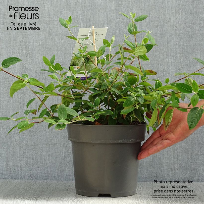 Example of Großblumiger Schneeball Happy Fortuna - Viburnum macrocephalum Topf mit 3L/4L as you get in automne