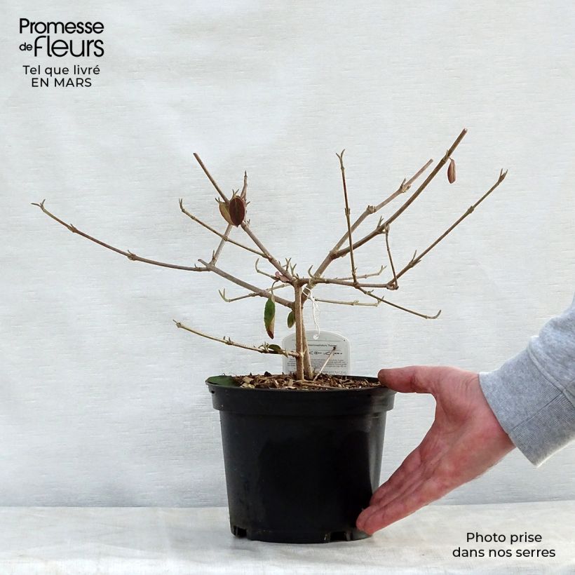 Exemplar von Großblumiger Schneeball Happy Fortuna - Viburnum macrocephalum Topf mit 3L/4L wie im Frühjahr geliefert