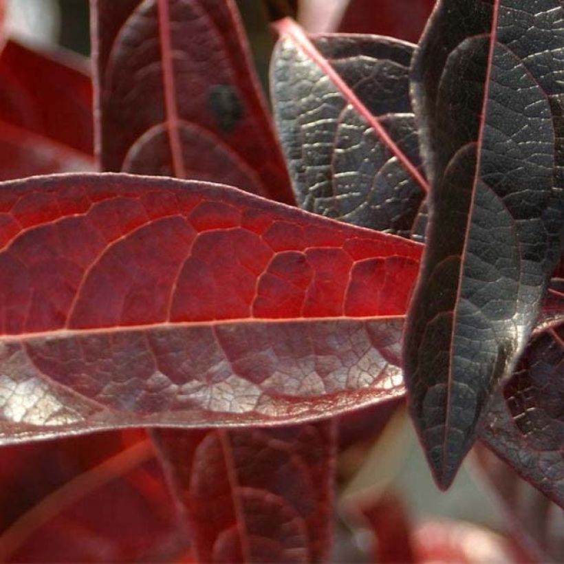 Schneeball Brandywine - Viburnum nudum (Foliage)