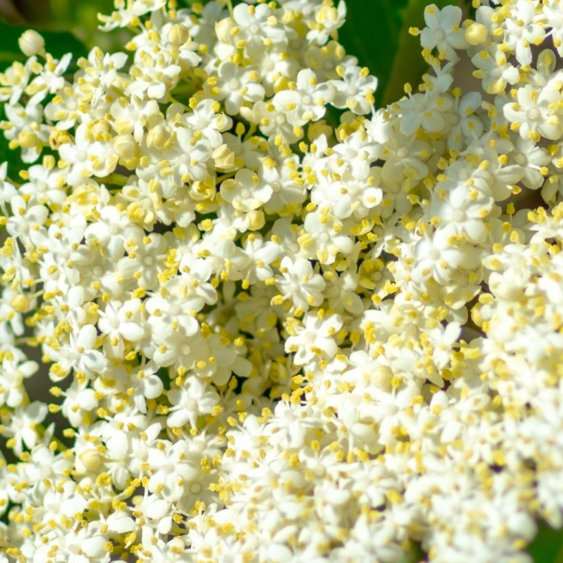 Schneeball Brandywine - Viburnum nudum (Flowering)