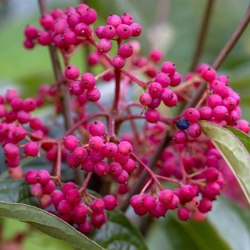 Schneeball Brandywine - Viburnum nudum (Harvest)