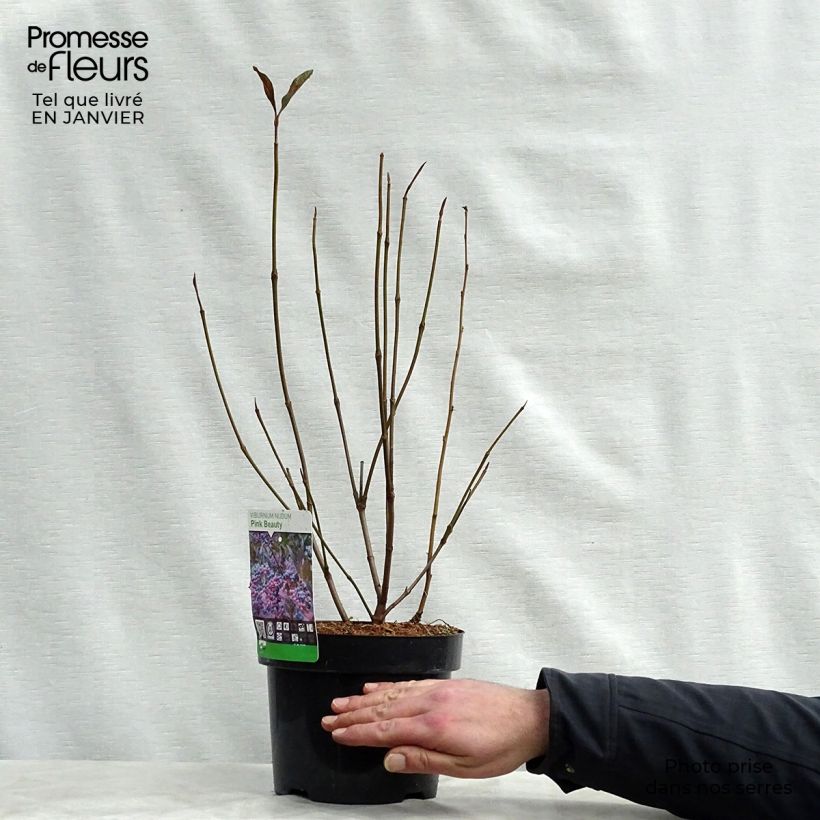 Exemplar von Schneeball Pink Beauty - Viburnum nudum Topf mit 3L/4L wie im Winter geliefert