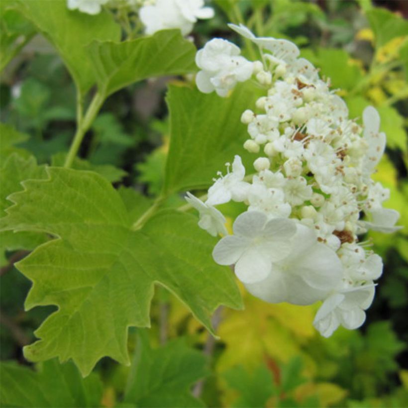 Gewöhnlicher Schneeball Xanthocarpum - Viburnum opulus (Flowering)