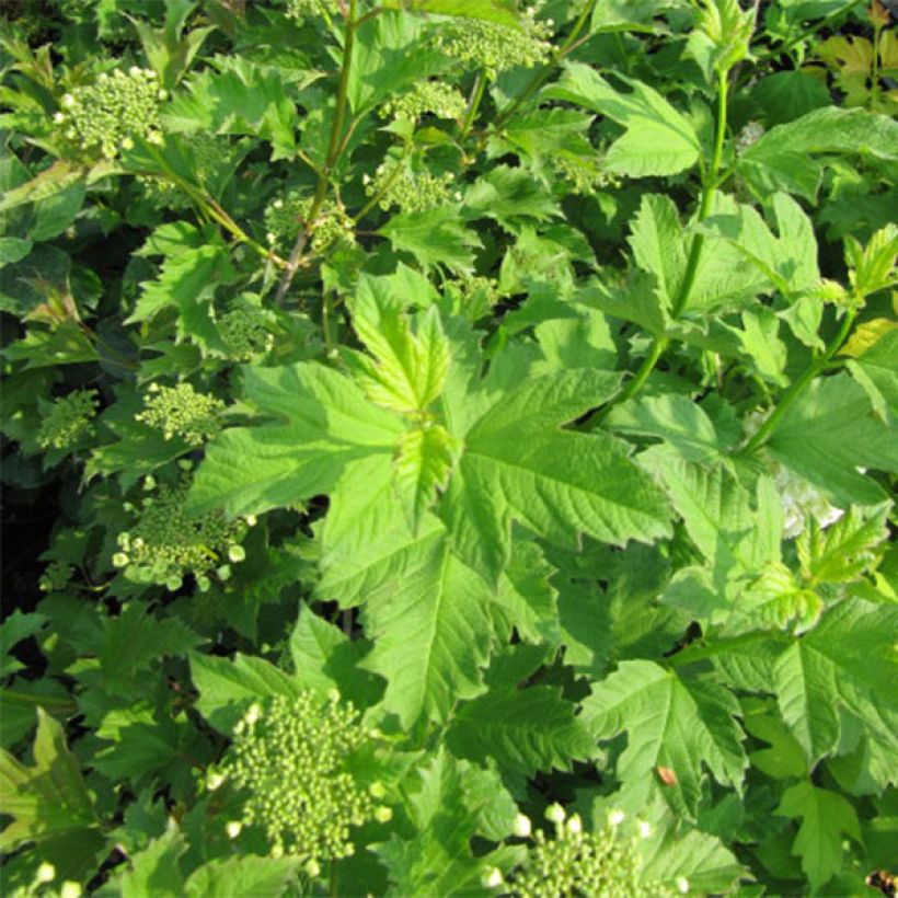 Gewöhnlicher Schneeball Xanthocarpum - Viburnum opulus (Foliage)