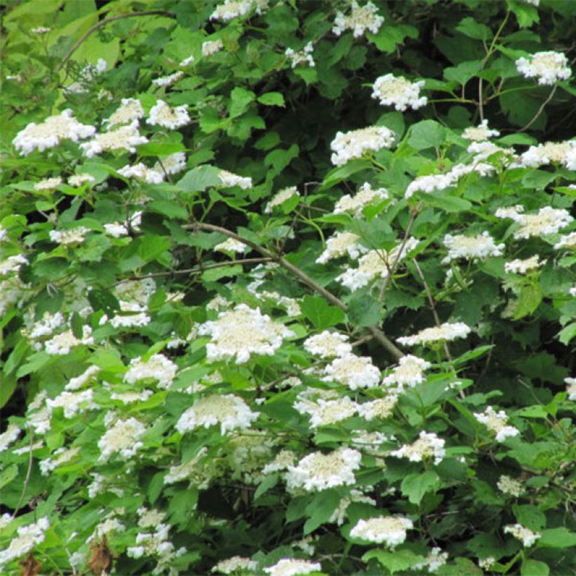 Gewöhnlicher Schneeball - Viburnum opulus (Flowering)