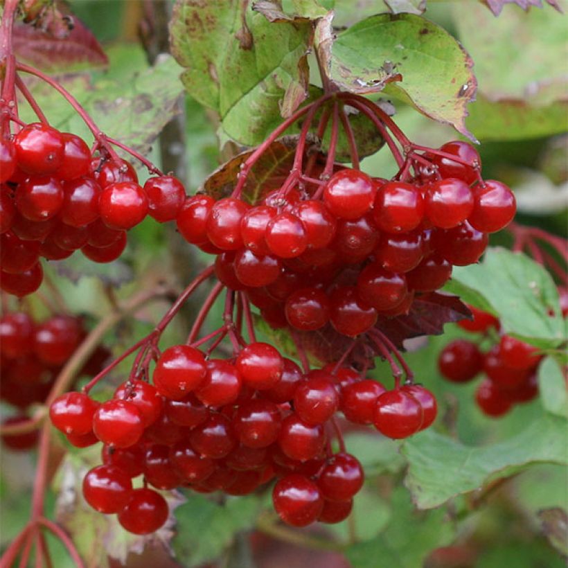 Gewöhnlicher Schneeball - Viburnum opulus (Harvest)