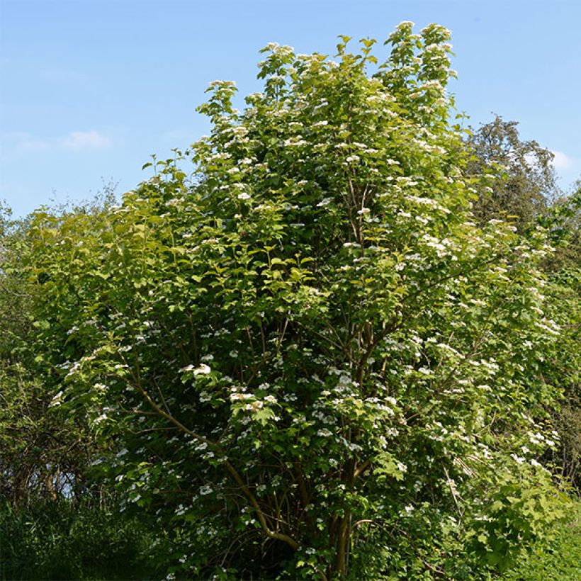 Gewöhnlicher Schneeball - Viburnum opulus (Plant habit)