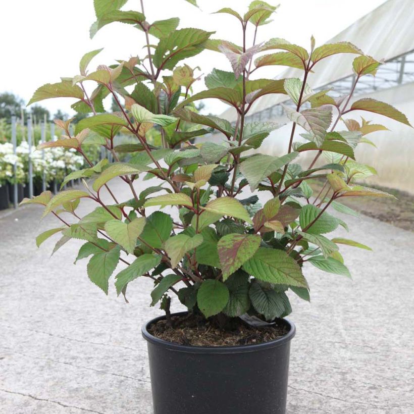 Japanischer Schneeball Grandiflorum Noble - Viburnum plicatum (Plant habit)