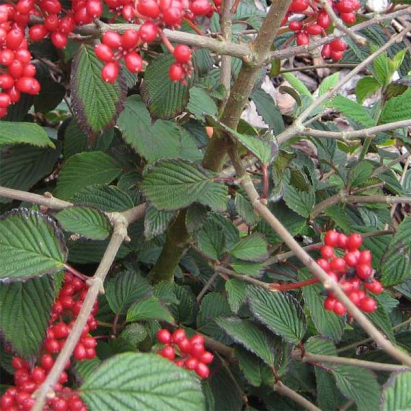 Japanischer Schneeball Kilimanjaro Sunrise - Viburnum plicatum (Foliage)
