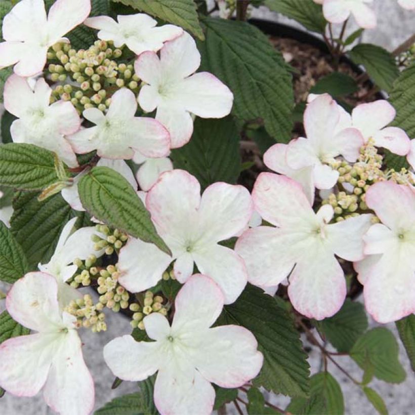 Japanischer Schneeball Kilimanjaro Sunrise - Viburnum plicatum (Flowering)