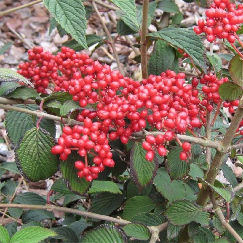 Japanischer Schneeball Kilimanjaro Sunrise - Viburnum plicatum (Harvest)