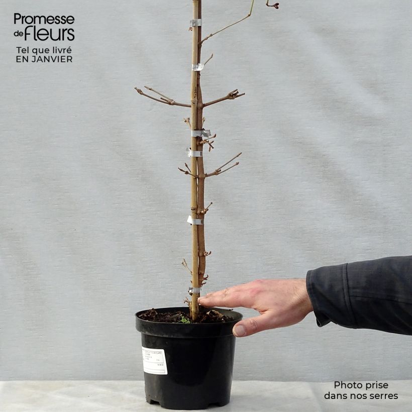 Exemplar von Japanischer Schneeball Kilimanjaro Sunrise - Viburnum plicatum Topf mit 2L/3L wie im Winter geliefert