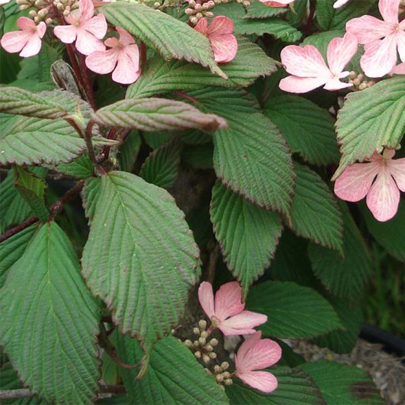 Japanischer Schneeball Molly Schroeder - Viburnum plicatum f. tomentosum (Foliage)