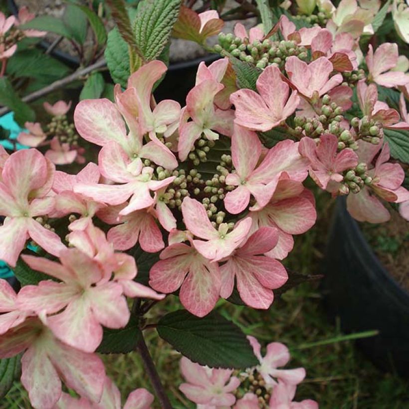 Japanischer Schneeball Molly Schroeder - Viburnum plicatum f. tomentosum (Flowering)