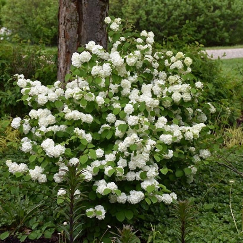 Japanischer Schneeball Opening Day - Viburnum plicatum (Plant habit)