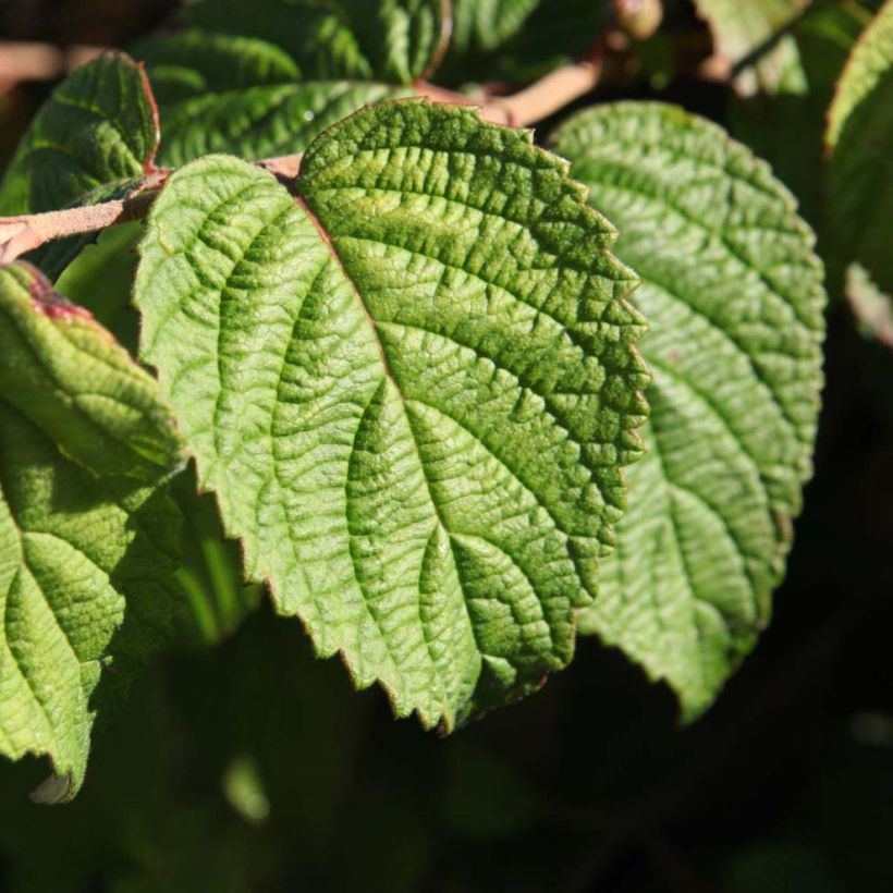 Japanischer Schneeball Shasta - Viburnum plicatum mariesii (Foliage)