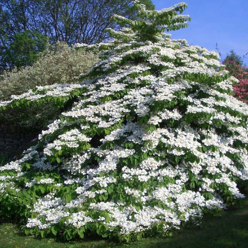 Japanischer Schneeball Tomentosum - Viburnum plicatum (Plant habit)