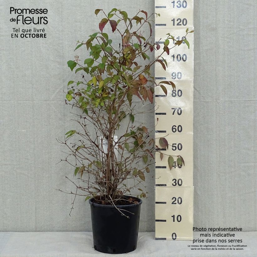 Example of Japanischer Schneeball Watanabe - Viburnum plicatum Topf mit 12L/15L as you get in automne