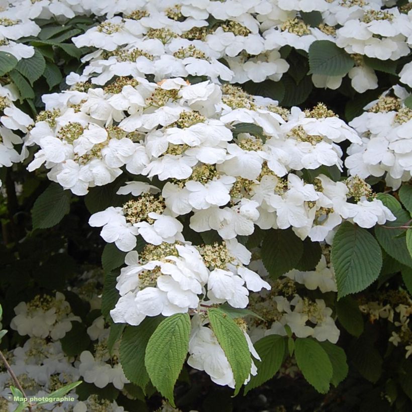 Japanischer Schneeball Lanarth - Viburnum plicatum (Flowering)