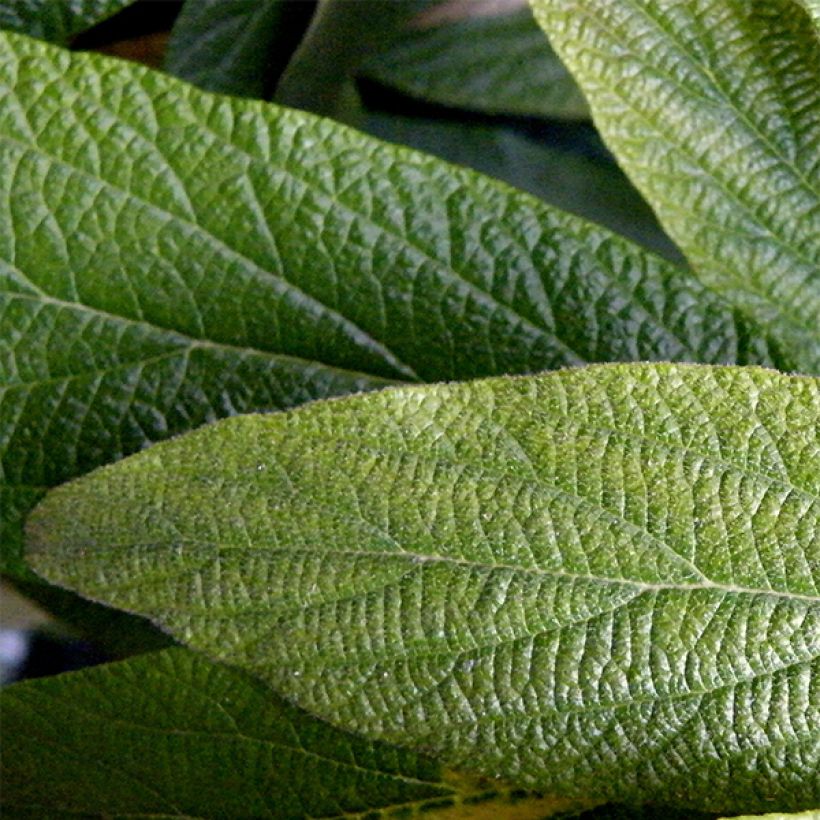 Runzelblättriger Schneeball - Viburnum rhytidophyllum (Foliage)