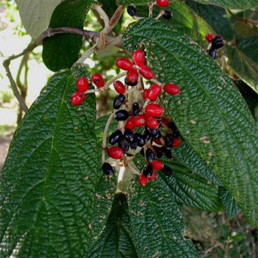 Runzelblättriger Schneeball - Viburnum rhytidophyllum (Harvest)