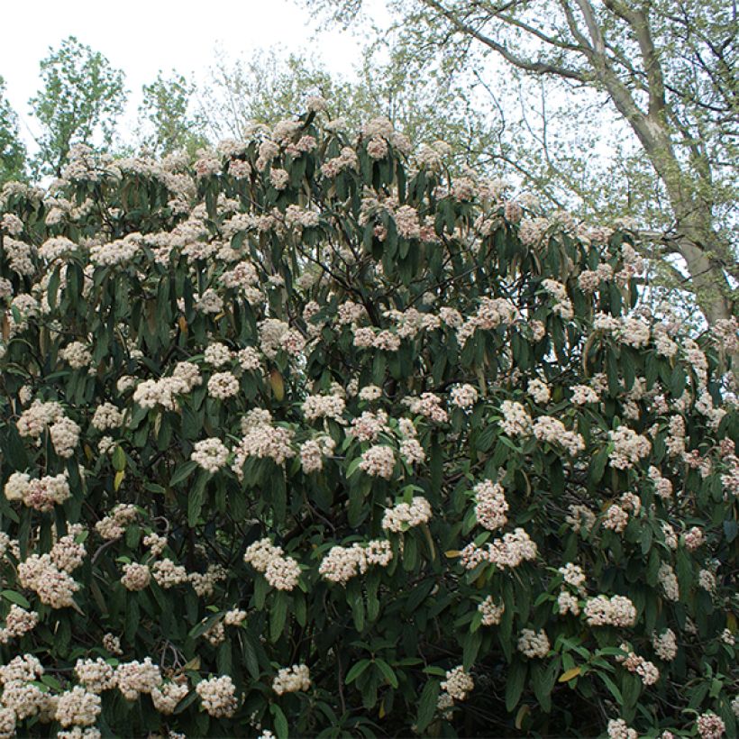 Runzelblättriger Schneeball - Viburnum rhytidophyllum (Plant habit)