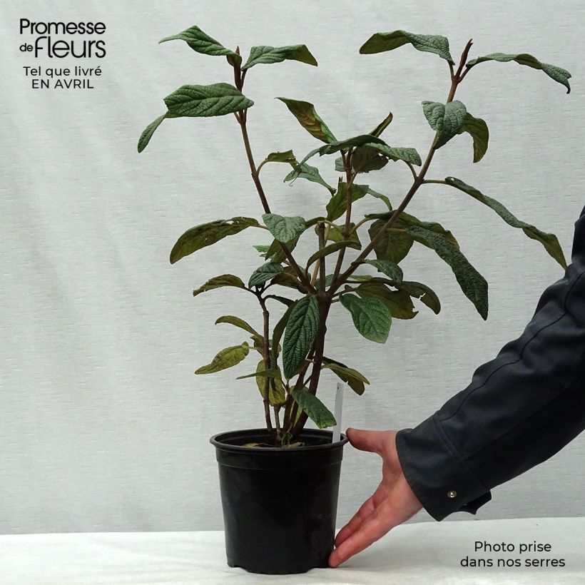 Exemplar von Runzelblättriger Schneeball - Viburnum rhytidophyllum Topf mit 2L/3L wie im Frühjahr geliefert