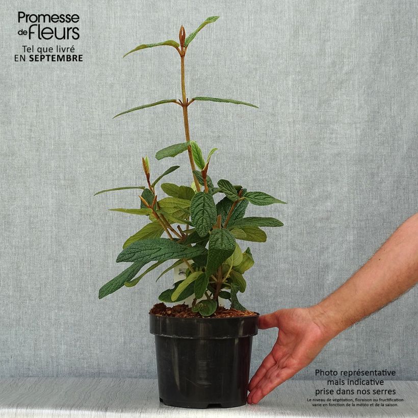 Example of Runzelblättriger Schneeball - Viburnum rhytidophyllum Topf mit 2L/3L as you get in automne