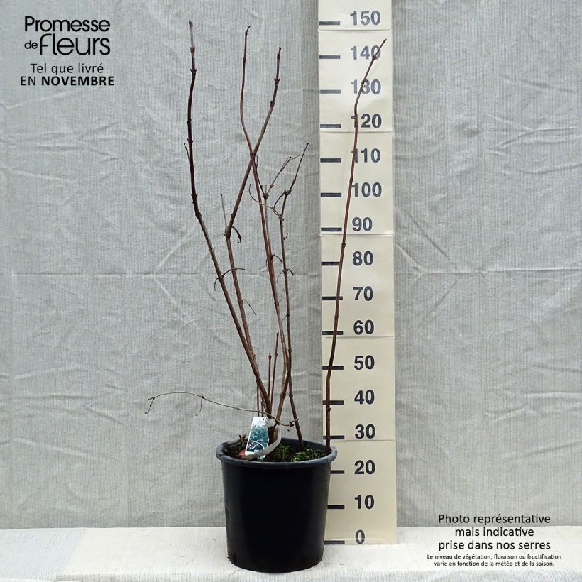 Example of Sargents Schneeball Onondaga - Viburnum sargentii Topf mit 18L/20L as you get in automne