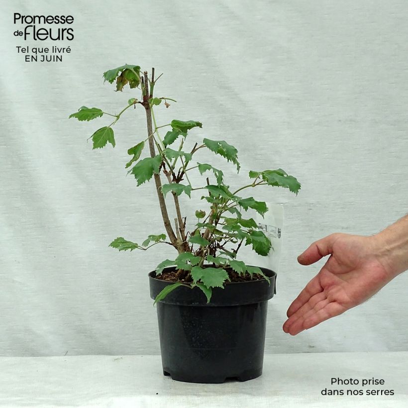 Example of Sargents Schneeball Onondaga - Viburnum sargentii Topf mit 2L/3L as you get in ete