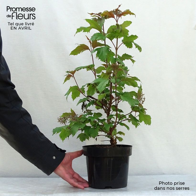 Exemplar von Sargents Schneeball Onondaga - Viburnum sargentii Topf mit 2L/3L wie im Frühjahr geliefert