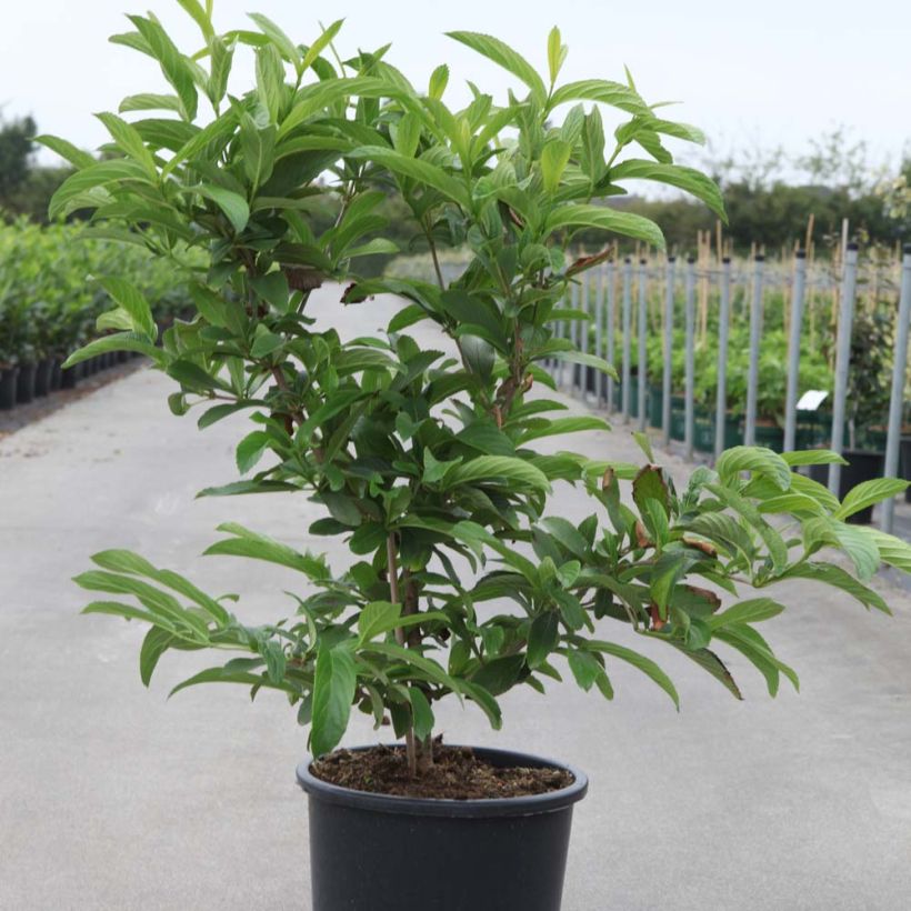 Siebolds Viburnum Seneca - Viburnum sieboldii (Plant habit)