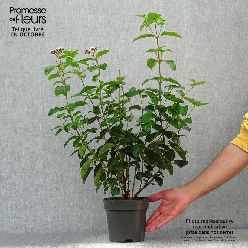 Example of Lorbeerblättriger Schneeball Eve Price - Viburnum tinus Topf mit 2L/3L as you get in automne