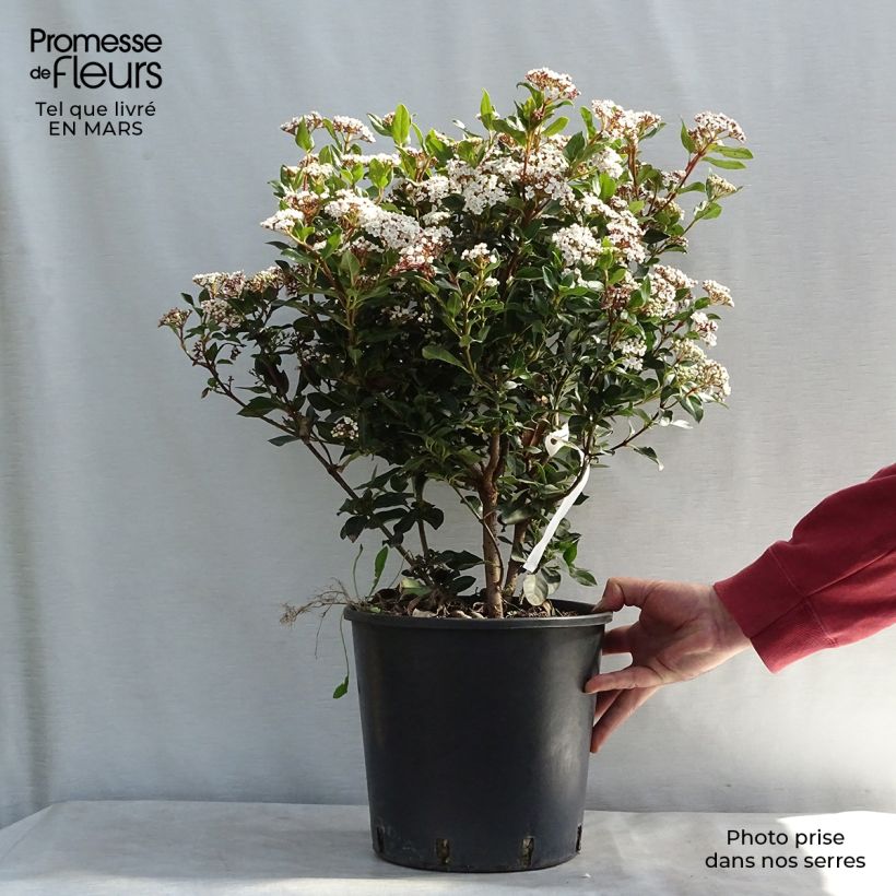Exemplar von Lorbeerblättriger Schneeball Eve Price - Viburnum tinus Topf mit 7,5L/10L wie im Winter geliefert