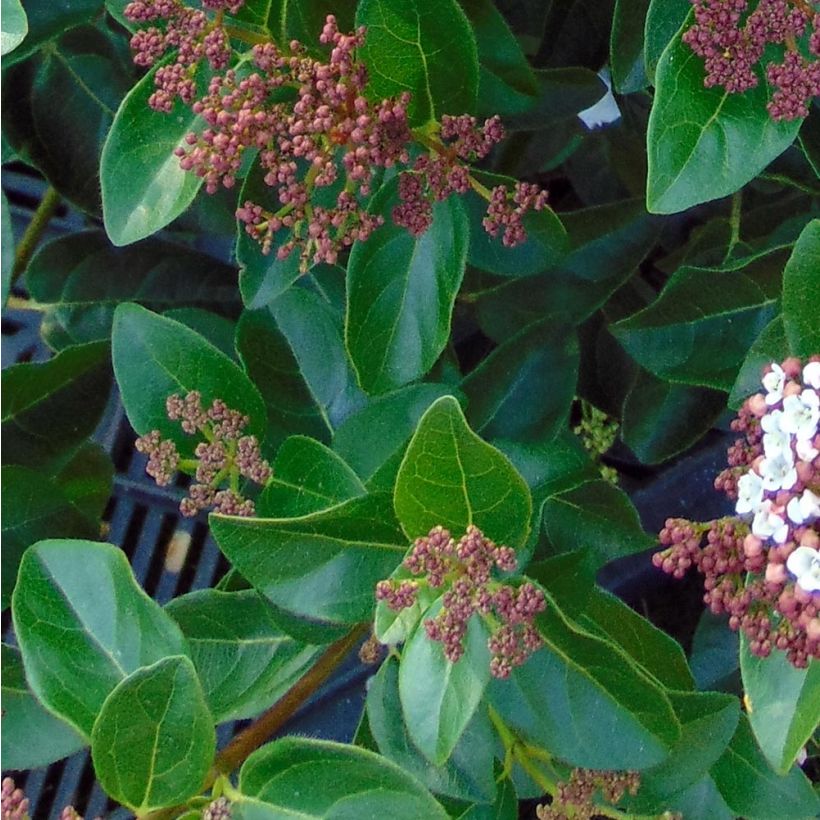 Lorbeerblättriger Schneeball Gwenllian - Viburnum tinus (Foliage)