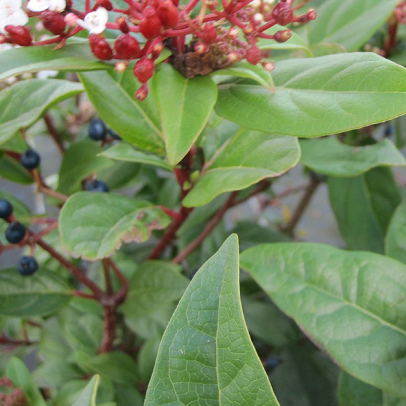 Lorbeerblättriger Schneeball Lisarose - Viburnum tinus (Foliage)