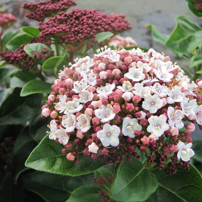 Lorbeerblättriger Schneeball Lisarose - Viburnum tinus (Flowering)