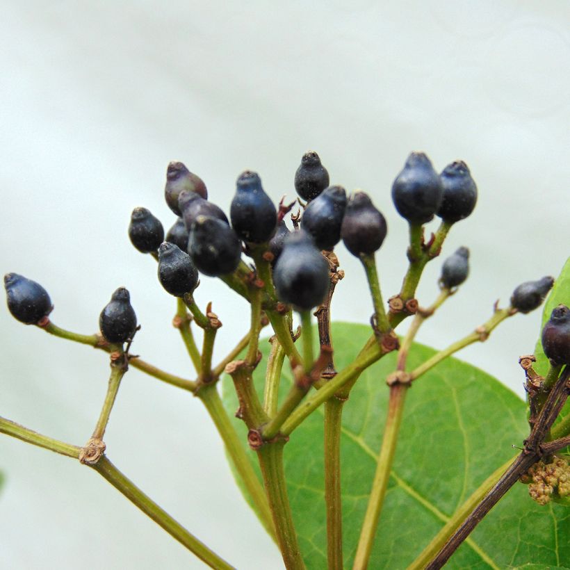 Lorbeerblättriger Schneeball Lisarose - Viburnum tinus (Harvest)