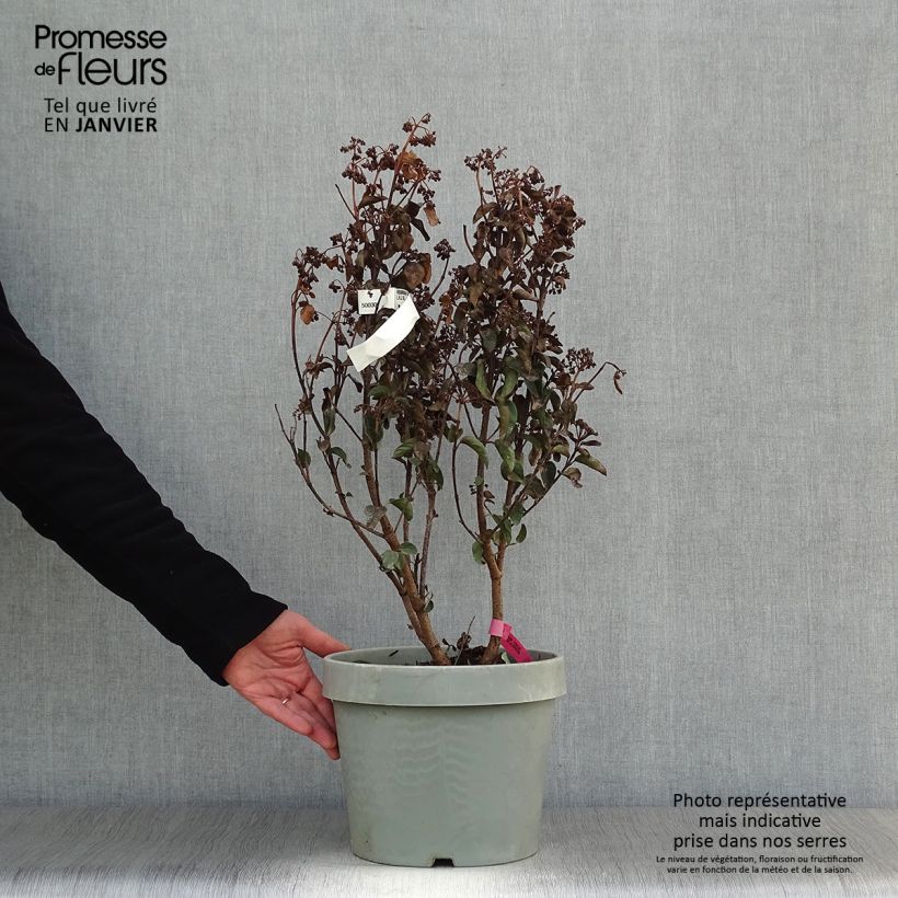 Exemplar von Lorbeerblättriger Schneeball Lisarose - Viburnum tinus Topf mit 7,5L/10L wie im Winter geliefert