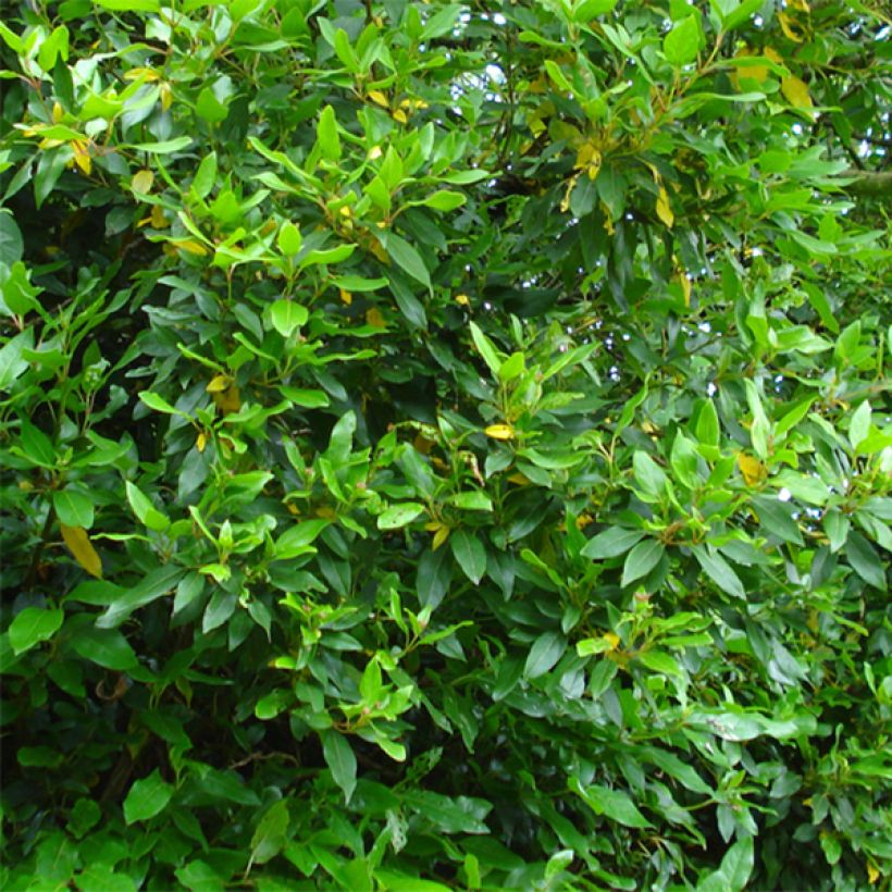 Lorbeerblättriger Schneeball Spirit - Viburnum tinus (Foliage)