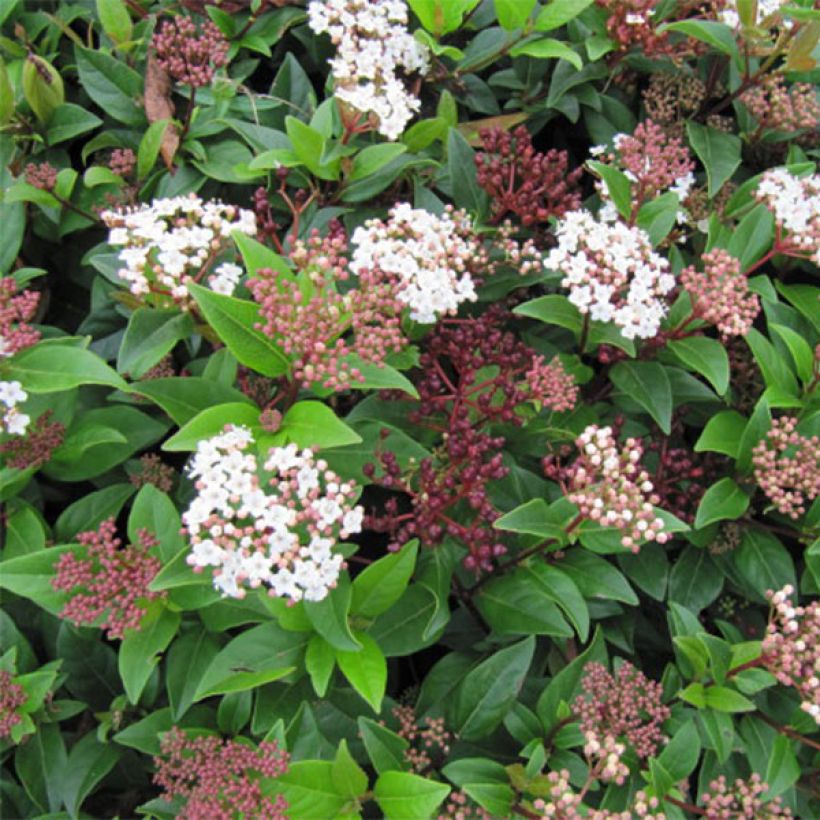 Lorbeerblättriger Schneeball Spirit - Viburnum tinus (Flowering)
