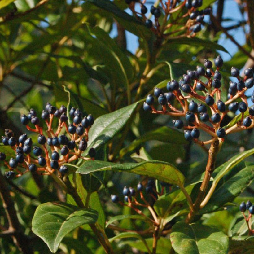 Lorbeerblättriger Schneeball Spirit - Viburnum tinus (Harvest)