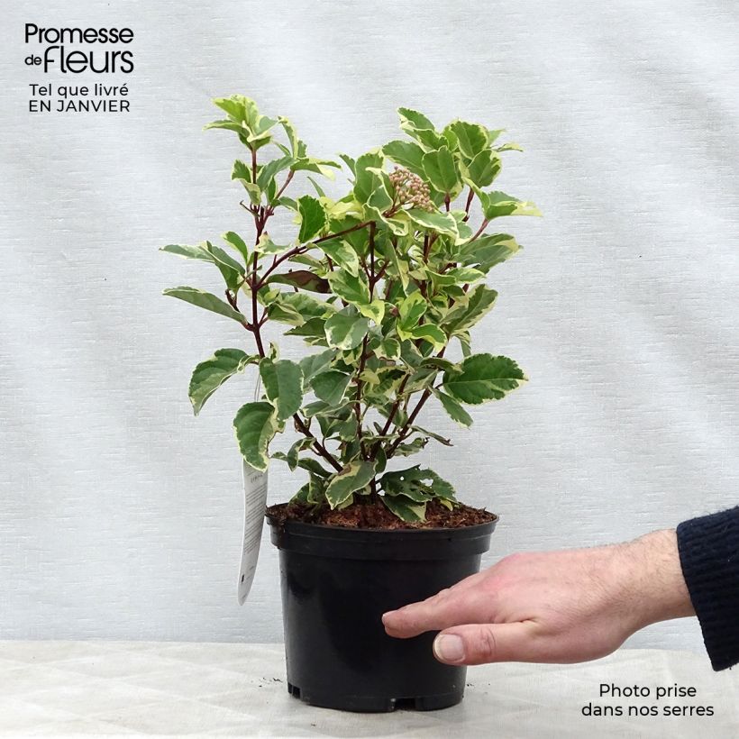 Exemplar von Lorbeerblättriger Schneeball Variegatum - Viburnum tinus Topf mit 2L/3L wie im Winter geliefert