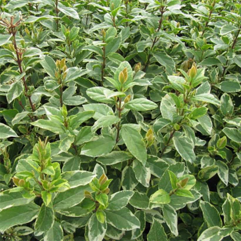 Lorbeerblättriger Schneeball Variegatum - Viburnum tinus (Foliage)