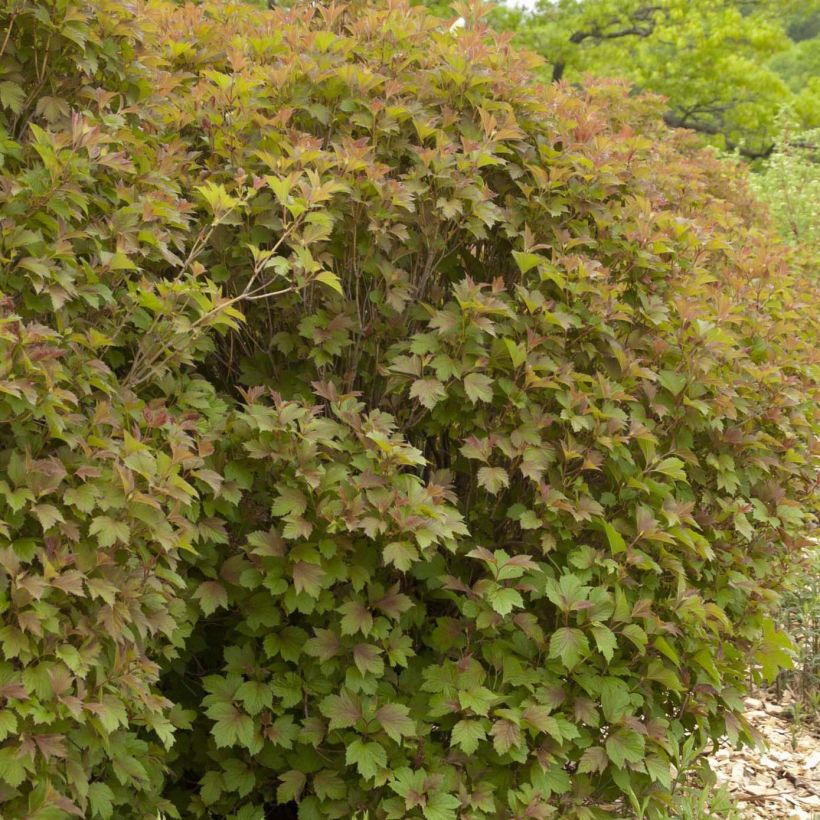 Amerikanischer Schneeball Bailey Compact - Viburnum trilobum (Plant habit)