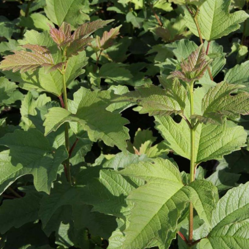 Amerikanischer Schneeball Wentworth - Viburnum trilobum (Foliage)