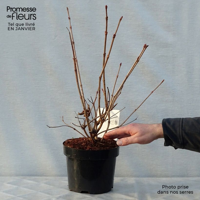 Exemplar von Amerikanischer Schneeball Wentworth - Viburnum trilobum Topf mit 3L/4L wie im Winter geliefert