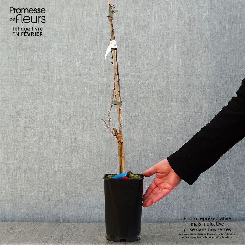 Exemplar von Weinrebe Alphonse Lavallée ZPd4 Topf mit 1,5L/2L wie im Winter geliefert