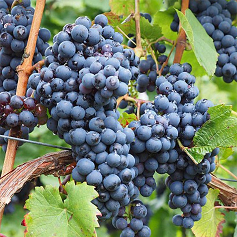Weinrebe Ampelia Aladin (Harvest)